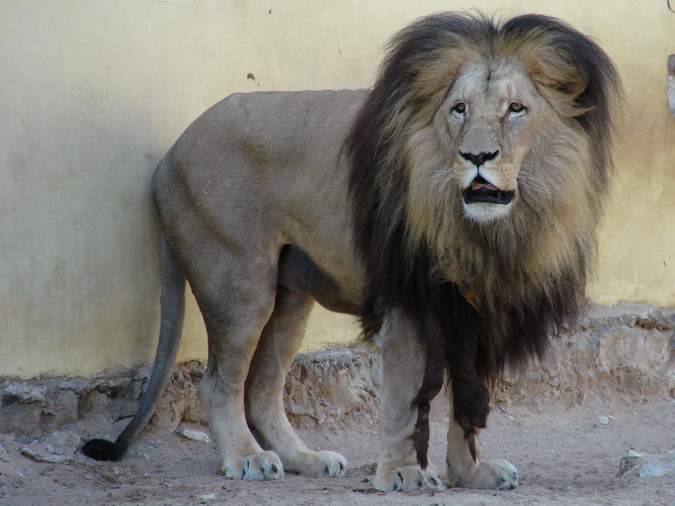 Panthera leo bleyenberghi / Southwest African Lion, or Katanga Lion (male S