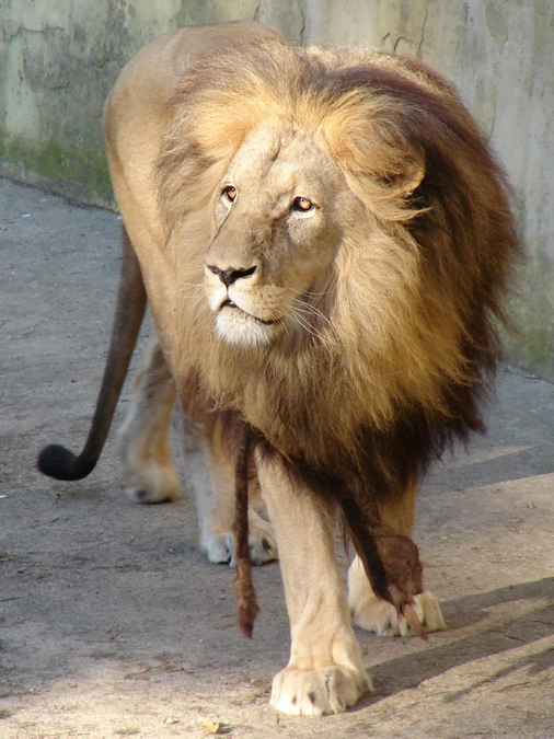 Panthera leo bleyenberghi / Southwest African Lion, or Katanga Lion (male S