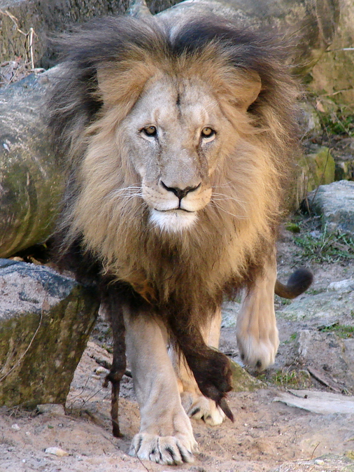 Panthera leo bleyenberghi / Southwest African Lion, or Katanga Lion (male S