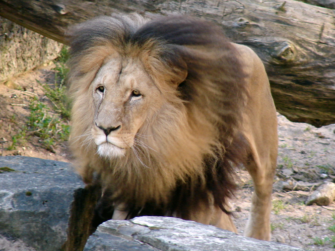 Panthera leo bleyenberghi / Southwest African Lion, or Katanga Lion (male S