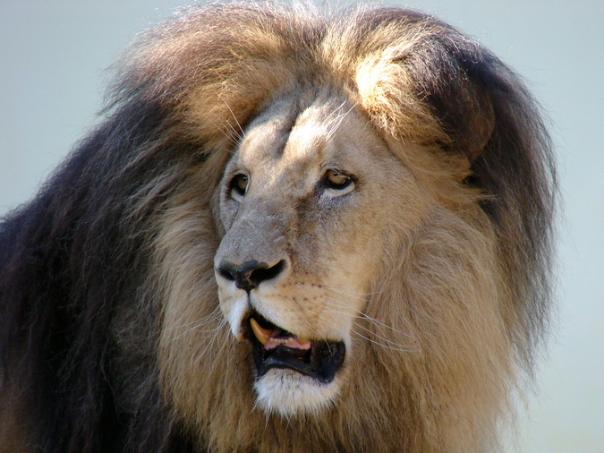 Panthera leo bleyenberghi / Southwest African Lion, or Katanga Lion (male S