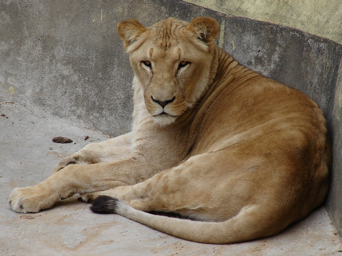 Panthera leo bleyenberghi / Southwest African Lion, or Katanga Lion (male S