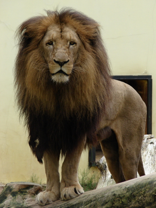 Panthera leo bleyenberghi / Southwest African Lion, or Katanga Lion (male S