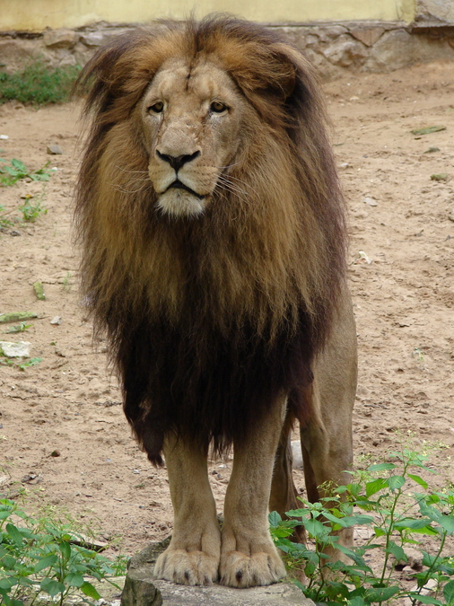Panthera leo bleyenberghi / Southwest African Lion, or Katanga Lion (male S