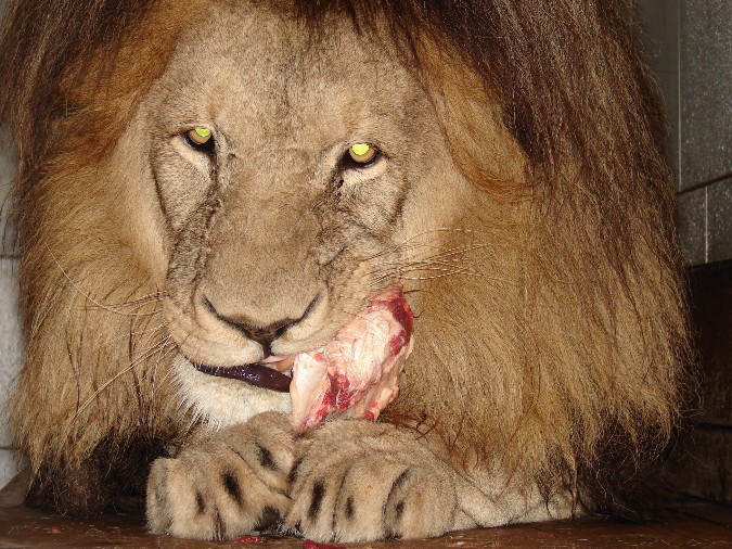 Panthera leo bleyenberghi / Southwest African Lion, or Katanga Lion (male S