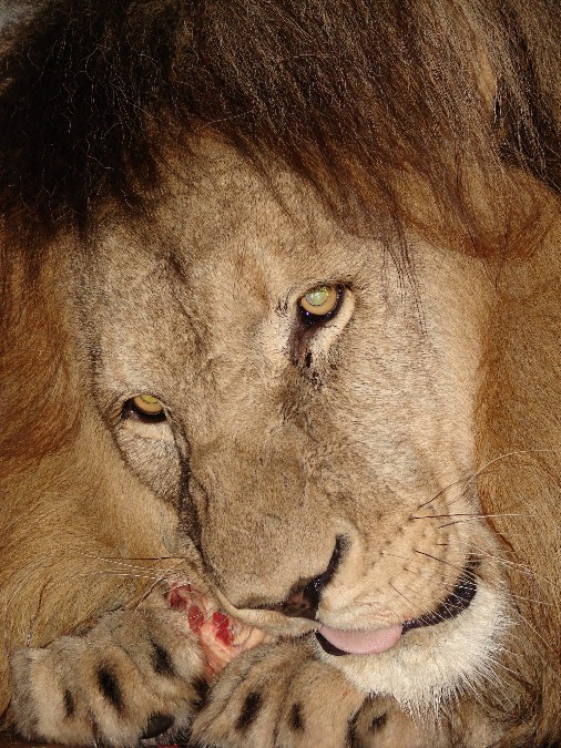 Panthera leo bleyenberghi / Southwest African Lion, or Katanga Lion (male S