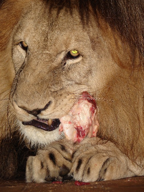 Panthera leo bleyenberghi / Southwest African Lion, or Katanga Lion (male S