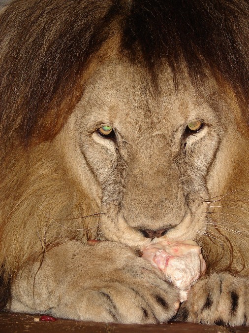 Panthera leo bleyenberghi / Southwest African Lion, or Katanga Lion (male S