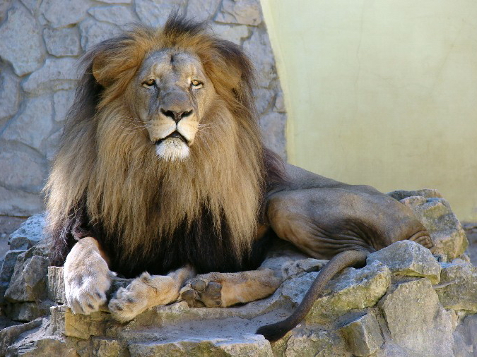 Panthera leo bleyenberghi / Southwest African Lion, or Katanga Lion  (male