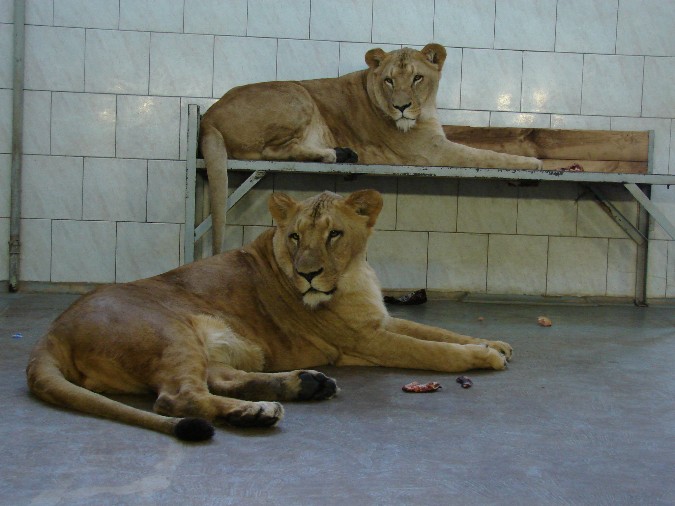 Panthera leo bleyenberghi / Southwest African Lion, or Katanga Lion (males