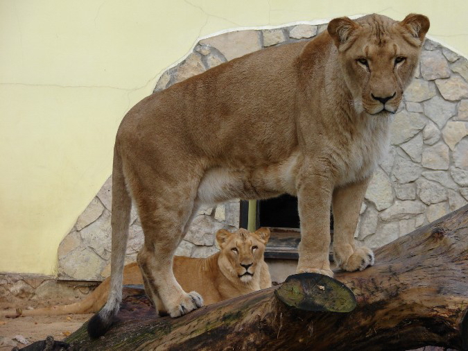 Panthera leo bleyenberghi / Southwest African Lion, or Katanga Lion (males