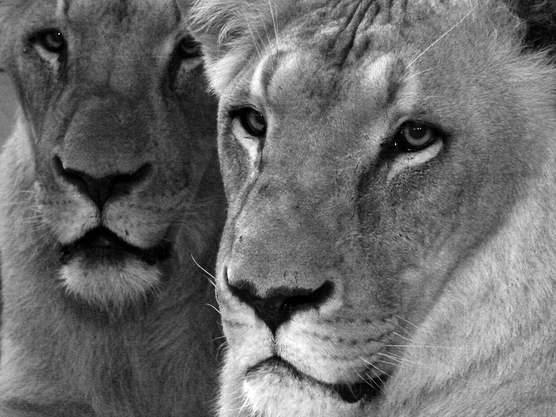 Panthera leo bleyenberghi / Southwest African Lion, or Katanga Lion (males