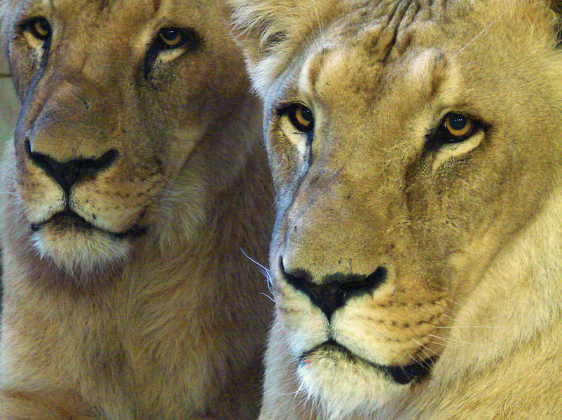 Panthera leo bleyenberghi / Southwest African Lion, or Katanga Lion (males