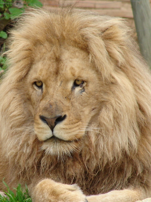Panthera leo bleyenberghi / Southwest African Lion, or Katanga Lion