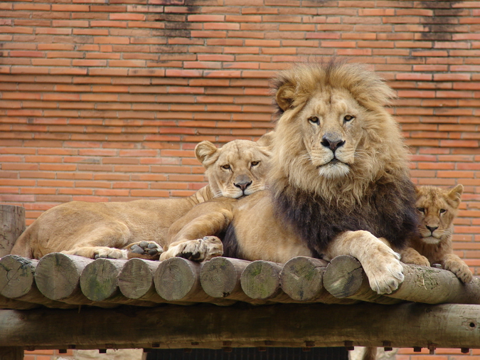 Panthera leo bleyenberghi / Southwest African Lion, or Katanga Lion