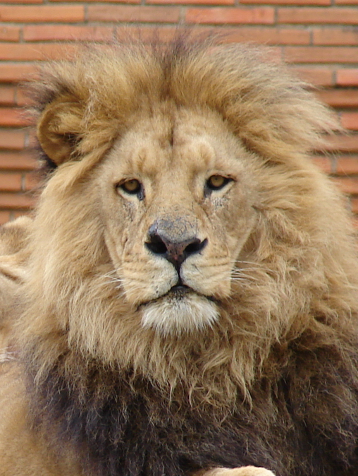 Panthera leo bleyenberghi / Southwest African Lion, or Katanga Lion