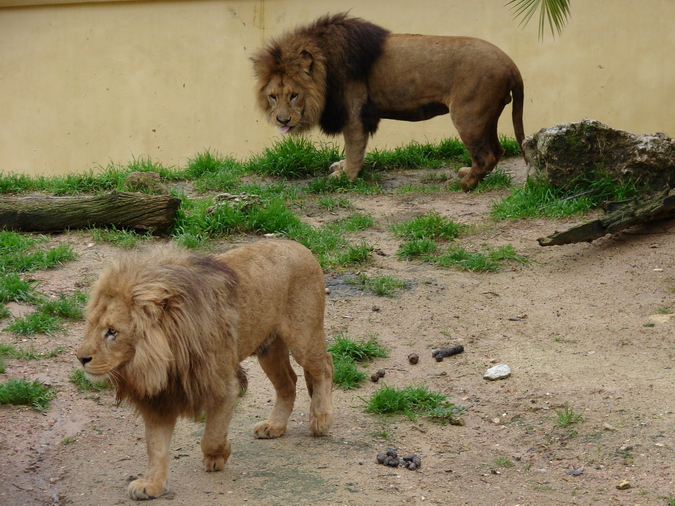 Panthera leo bleyenberghi / Southwest African Lion, or Katanga Lion