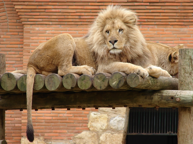 Panthera leo bleyenberghi / Southwest African Lion, or Katanga Lion