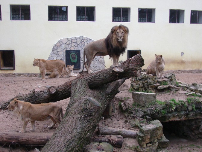Panthera leo bleyenberghi / Southwest African Lion, or Katanga Lion