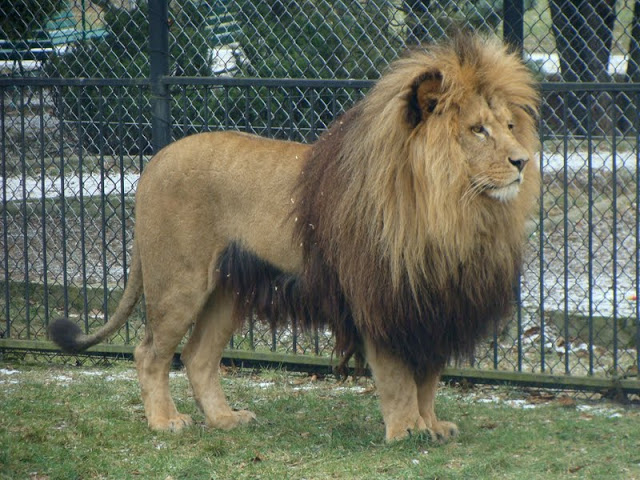 Panthera leo bleyenberghi
