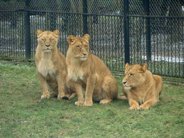Panthera leo bleyenberghi