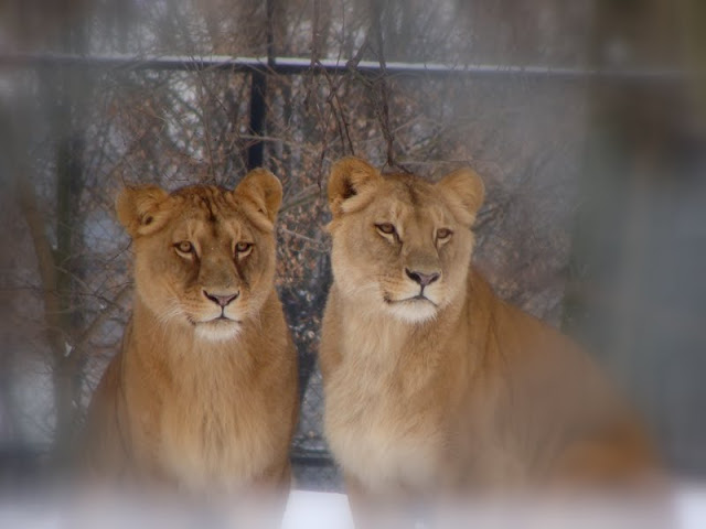 Panthera leo bleyenberghi