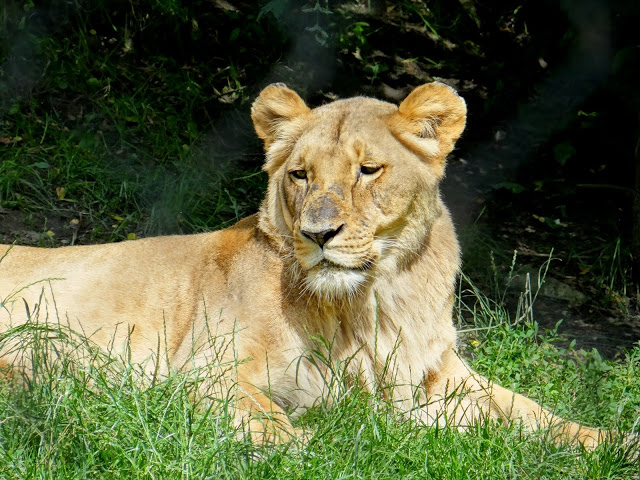 Panthera leo bleyenberghi