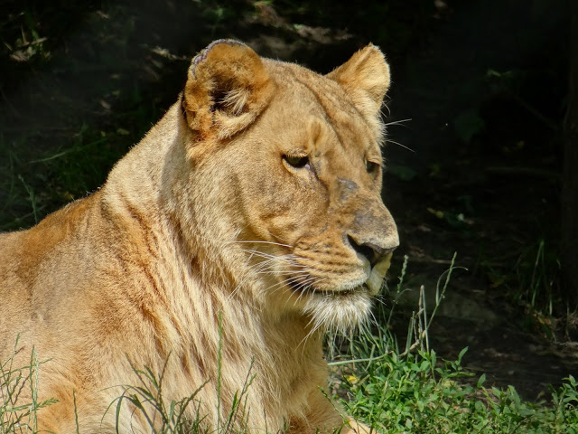 Panthera leo bleyenberghi