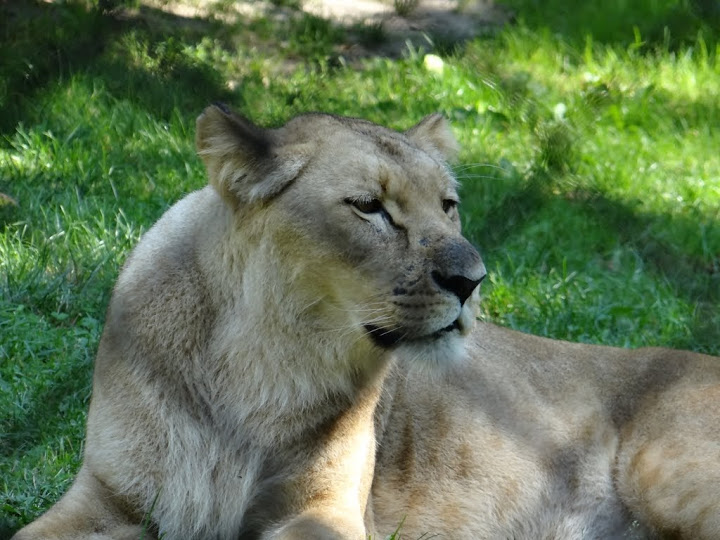 Panthera leo bleyenberghi