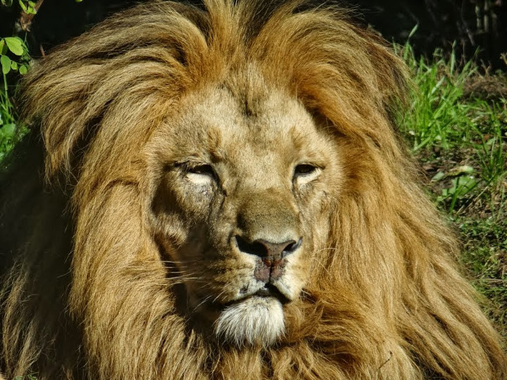 Panthera leo bleyenberghi
