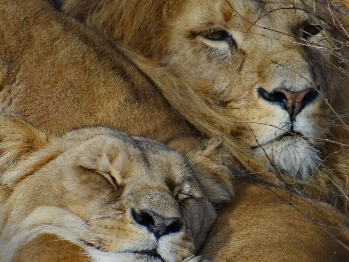 Panthera leo bleyenberghi