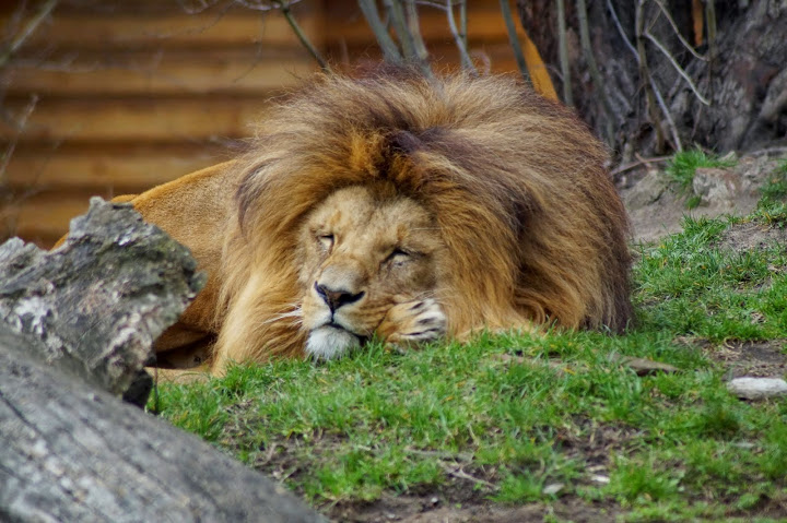 Panthera leo bleyenberghi