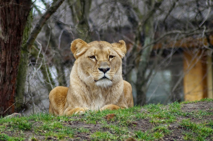 Panthera leo bleyenberghi