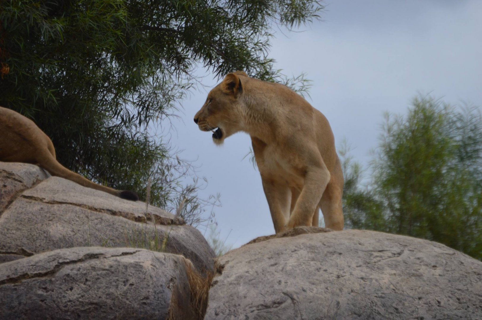 Panthera leo krugeri