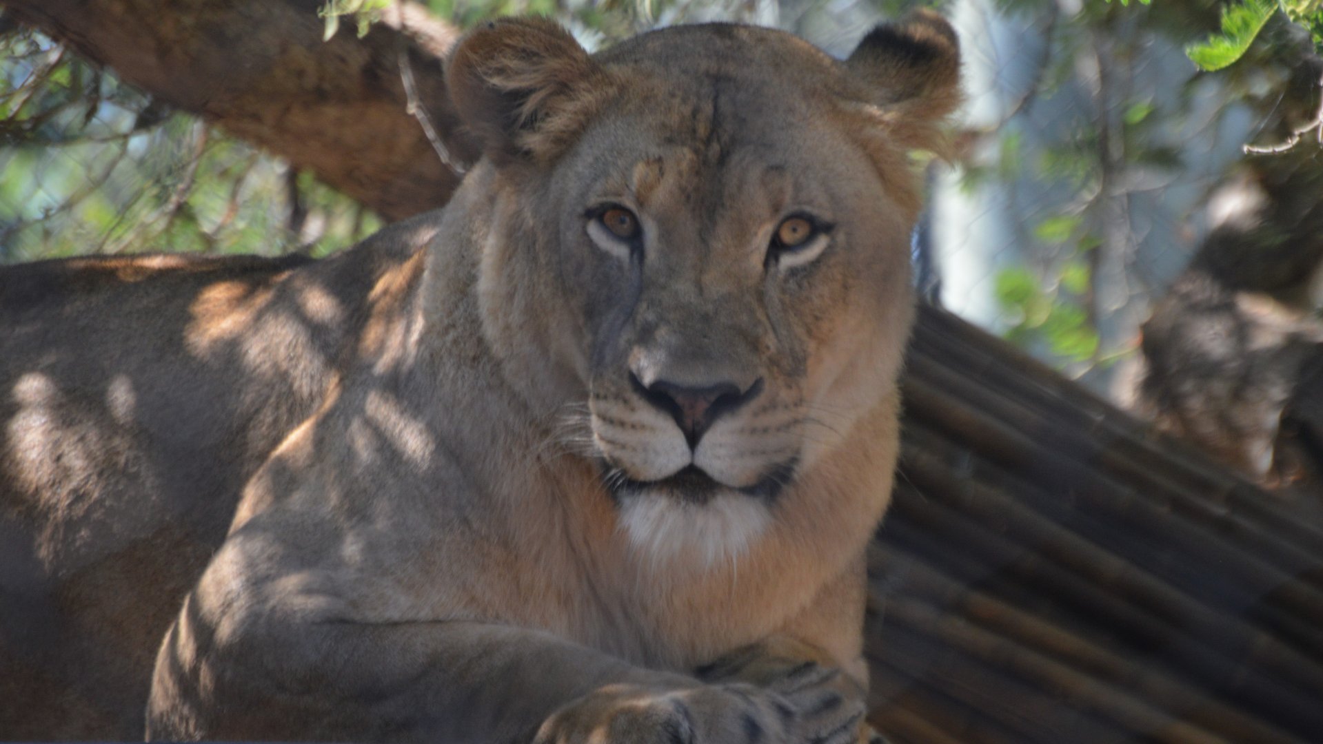 Panthera leo melanochaita