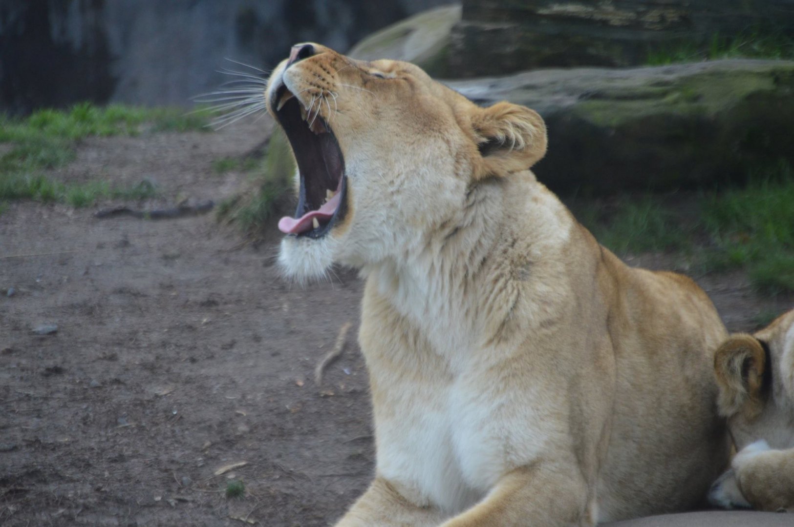 Panthera leo mid-yawn