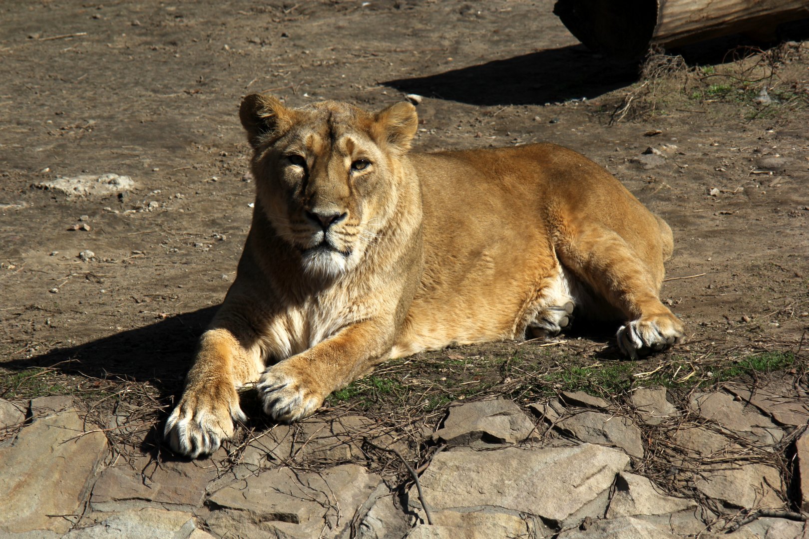 (Panthera leo persica) Asiatic lion