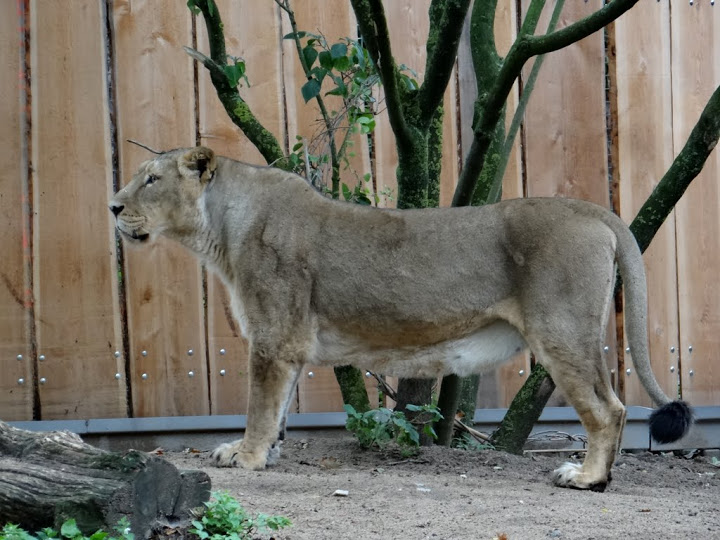 Panthera leo persica