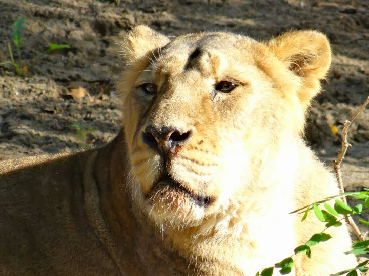 Panthera leo persica