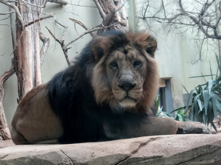 Panthera leo persica
