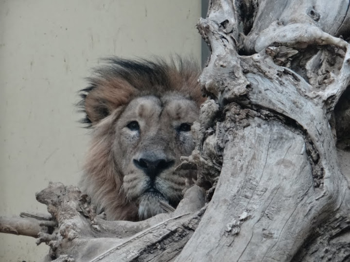 Panthera leo persica