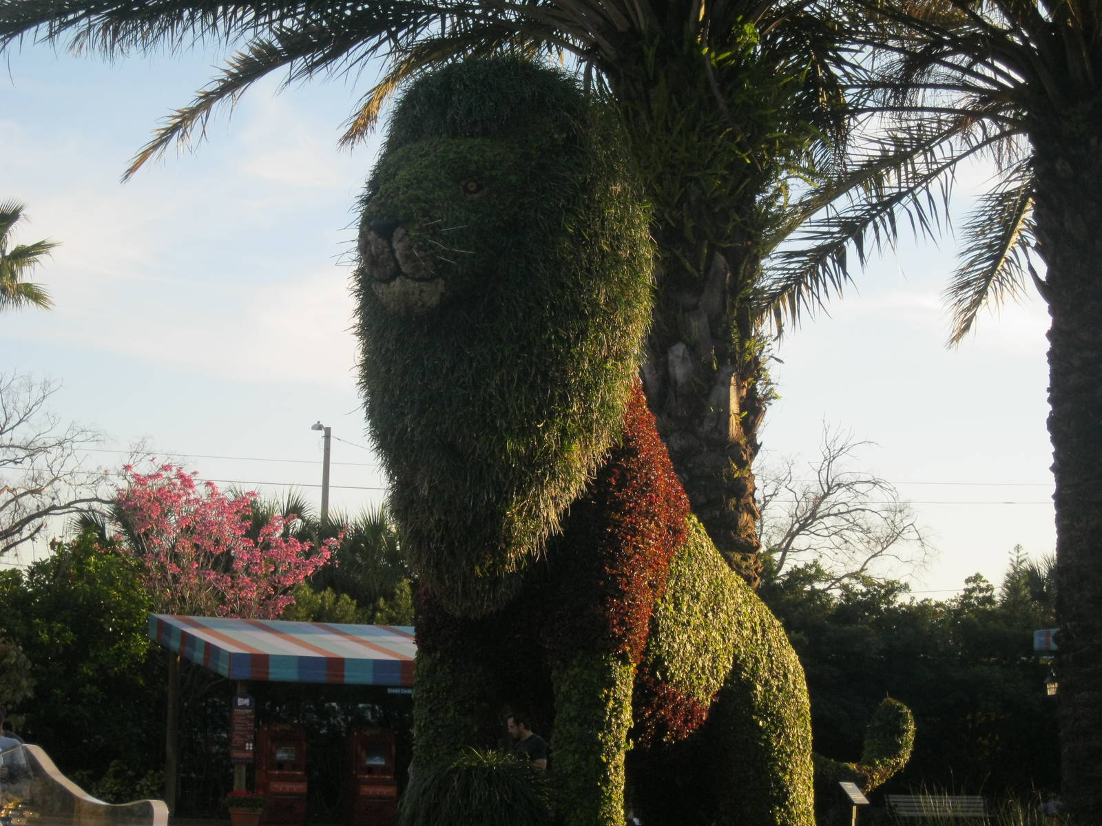 Panthera leo plantus