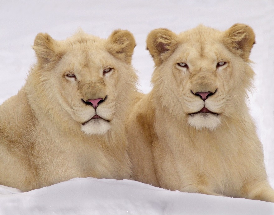 Panthera Leo Timbavati