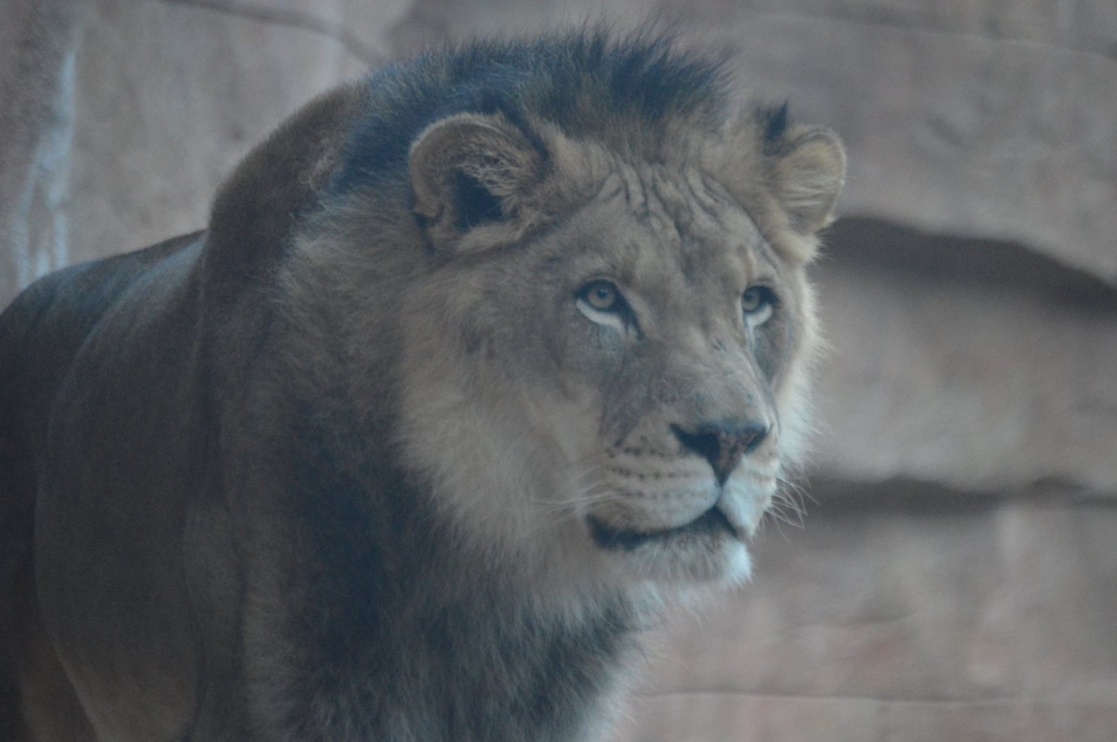 Panthera leo