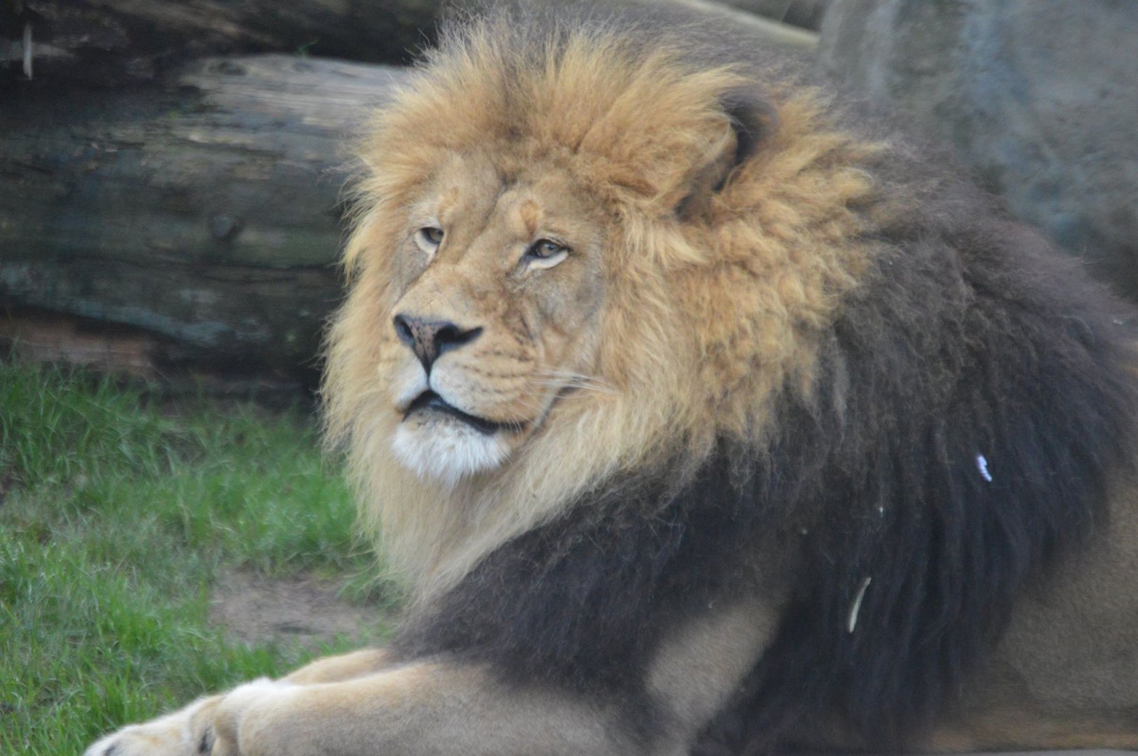 Panthera leo