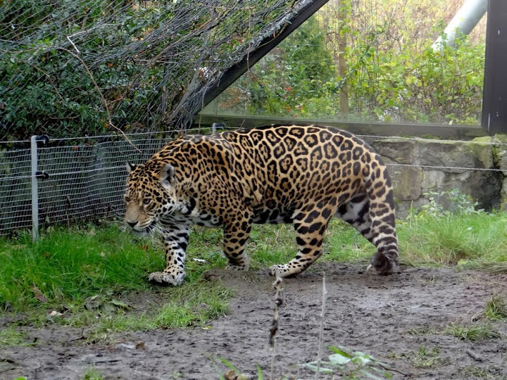 Panthera onca