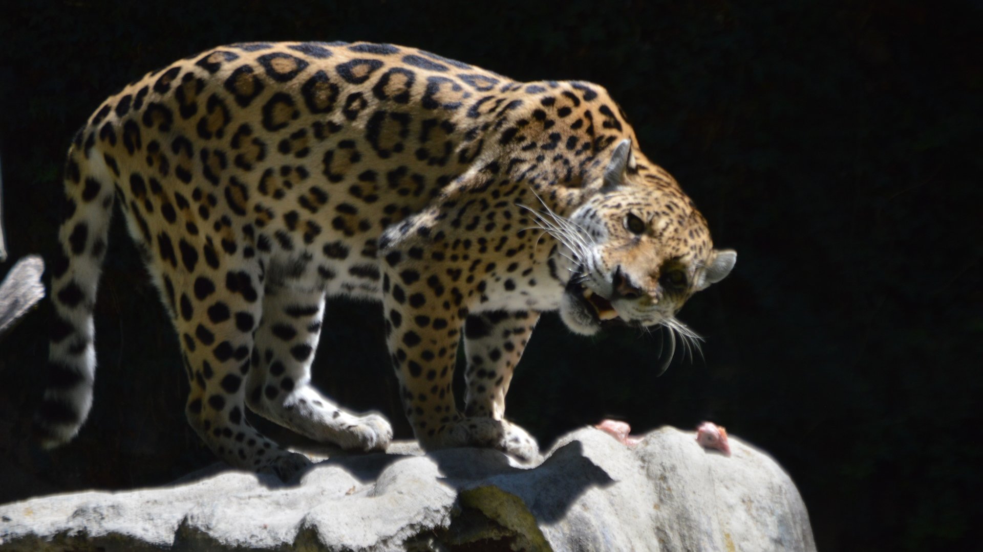 Panthera onca