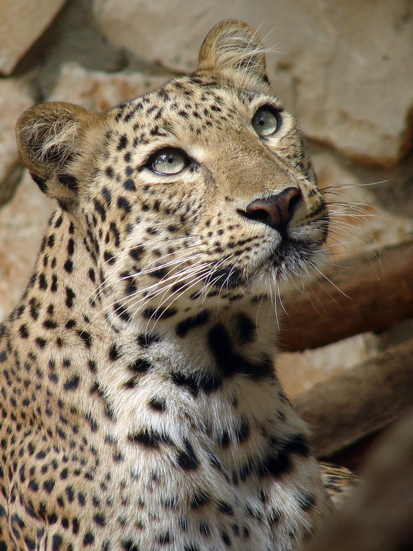 Panthera pardus / African leopard (female)