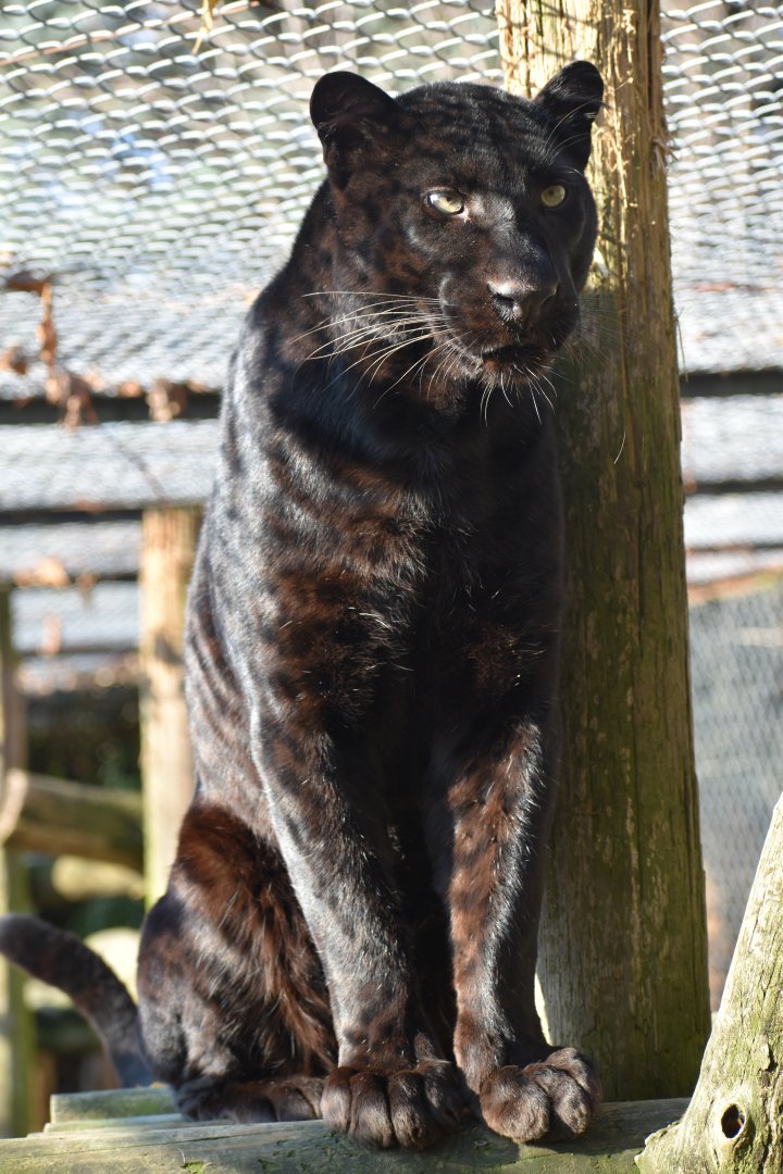 Panthera pardus - Black Leopard