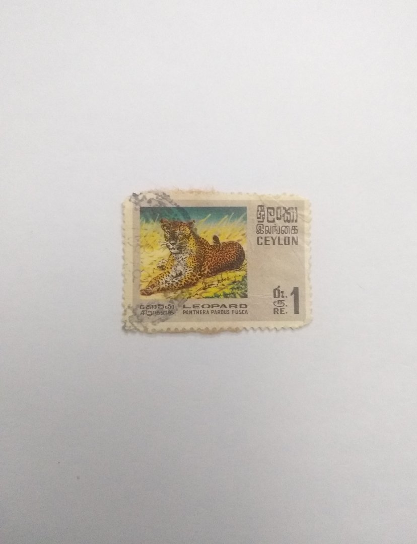 Panthera pardus fusca - Postage stamp Sri Lanka